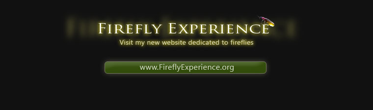 FireflyExperience