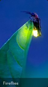 Fireflies photography
